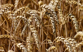 ВТБ закрыл сделку по покупке контрольного пакета зернового трейдера Мирогрупп