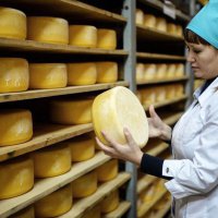 Омская область вошла в пятерку российских регионов с наибольшими объемами производства сыра