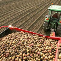 План Омской области по сбору картофеля и овощей выполнен почти на 80%