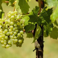 Омские виноградари поделятся опытом на «Дне садовода»
