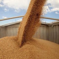 Омская область реализовала около 6 тыс тонн зерна нового урожая уже в первый день зерновых интервенций