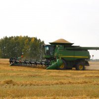 В Омской области убрано более 90% зерновых полей