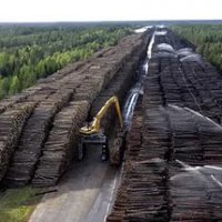 Европа и арабские страны заинтересованы в закупке древесины из Омска