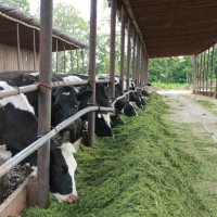 В Омской области на создание и развитие семейных молочных животноводческих ферм в 2017 году выделят больше средств