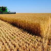 Омские аграрии, собравшие один из самых высоких за последние десятилетия урожаев хлеба, отправились на II Всемирный зерновой форум