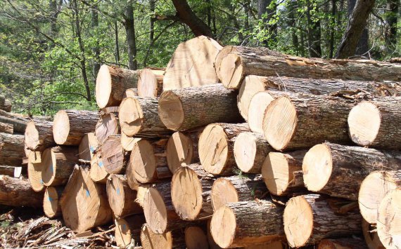 Омская область продала Китаю древесину на 600 тыс долларов