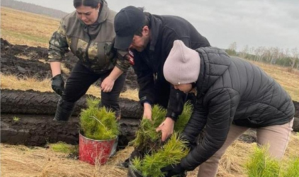 Омские лесничества успешно перевыполнили план по лесовосстановлению в 2024 году