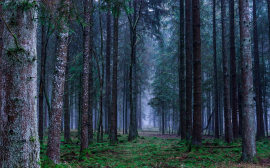 В Омске благоустроят лесопарки за 1,8 млн рублей