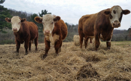 В Омской области сократилось поголовье коров