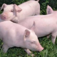 «Титан» увеличил производство свинины на своем мясокомбинате в два раза