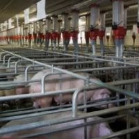 В Омской области свинокомплекс «Петровский» намерен расширить производство на 40%