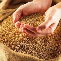 Омская область реализовала государству 220 тыс зерна