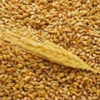 Омская область начнет поставки зерна в КНР 