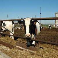Роспотребнадзор оштрафовал в Омской области ферму на 250 тыс рублей за найденный труп коровы