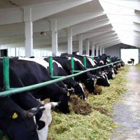 Омская область получит больше 34 млн рублей для развития молочного производства