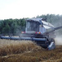 Аграрии Омской области намолотили более 1,6 млн тонн зерна