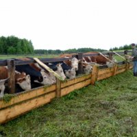 Семейная ферма открыла новые перспективы развития деревни в Крутинском районе
