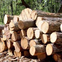 В Тарских лесах проведено более 200 рейдов для выявления незаконных рубок