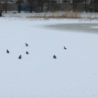 Серые утки не спешат покидать озеро в омском Авиагородке