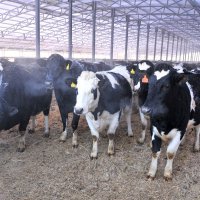 В Омской области продолжают наращивать технологические мощности животноводства и продуктивность молочного стада