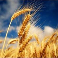 В Омской области увеличили финансирование сельского хозяйства