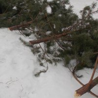 В Омской области установлен контроль за вырубкой хвойных деревьев