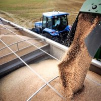 В Китай из Омской области отправят 60 тонн пшеницы