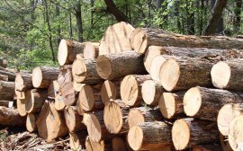 Омская область продала Китаю древесину на 600 тыс долларов