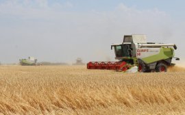 Аграрии Омской области намолотили более 3,4 млн тонн зерна‍