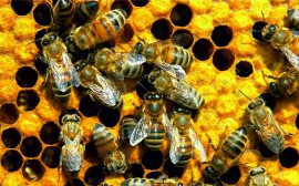 Минсельхоз выступил за легализацию пчеловодства в Омской области‍