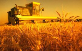 Правительство РФ просубсидирует экспорт зерна из Омской области