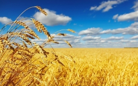 В Омской области аграрии получат субсидии в размере 204 млн рублей