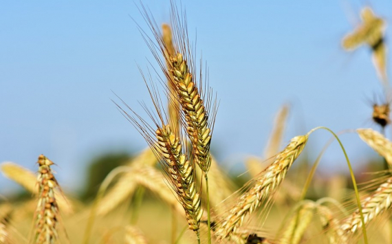 В Омской области аграрии намолотили первый миллион тонн зерна