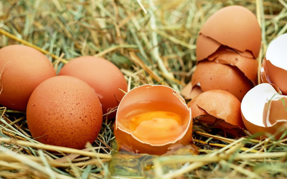 Омская область заняла по производству яиц 5 место в Сибири