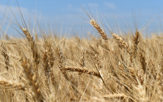 Аграрный университет Омска получит 434 млн рублей на создание новых сортов пшеницы