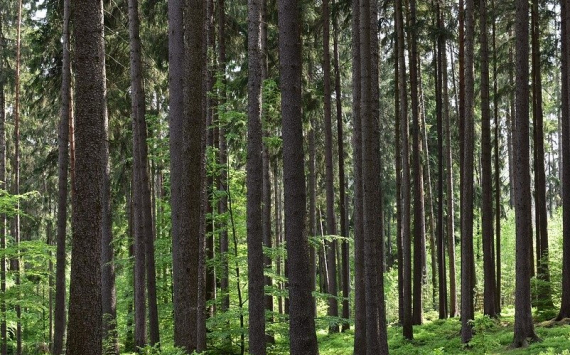 В Омской области на восстановление лесов направят 43,5 млн рублей