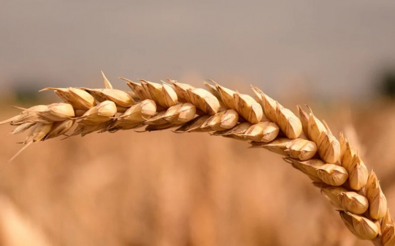 Власти России назвали условия остановки экспорта зерна