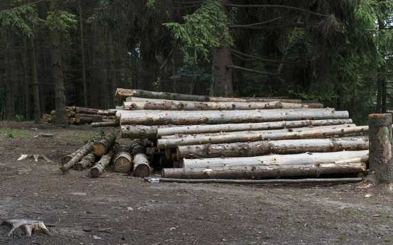 В Омской области хотят построить лесоперерабатывающий завод за 1,5 млрд рублей