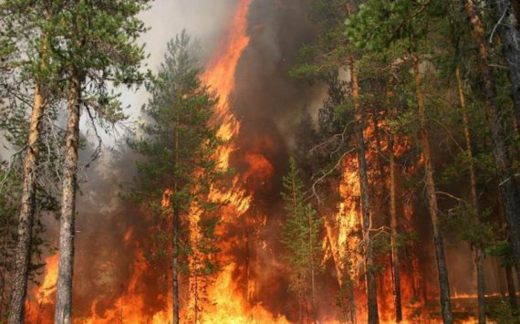 В Омской области введён особый противопожарный режим