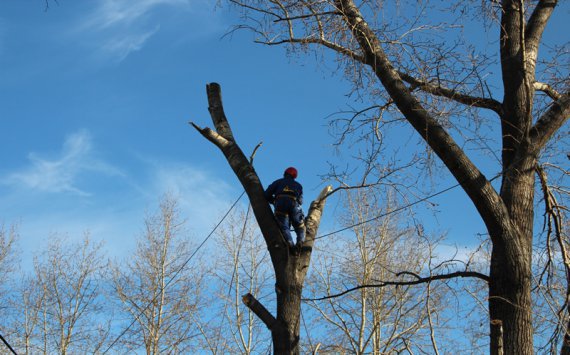 В Омске на кронивание деревьев в детсаду хотят выделить 400 тыс. рублей