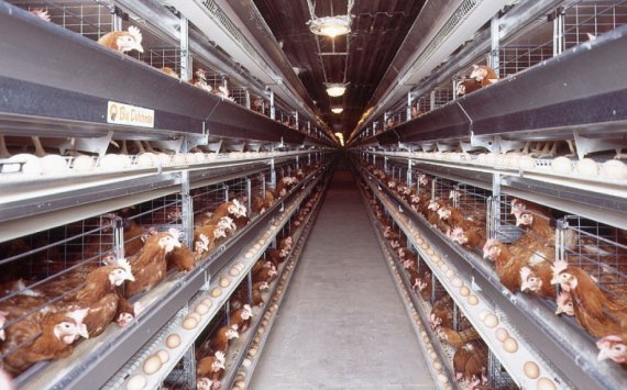 В Омске производителей мяса и птицы оштрафовали на 1,8 млн рублей